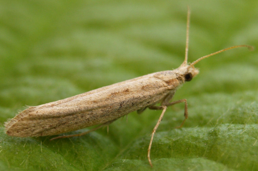 0464 Plutella xylostella